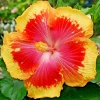 Madagascar Hibiscus Moscheutos Seeds - Rose of Sharon Flower Seeds - Indoor/Outdoor - Image 1