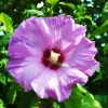 Madagascar Hibiscus Moscheutos Seeds - Rose of Sharon - 15+ Seed Pack - Indoor & Outdoor - Image 1