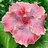 Madagascar Hibiscus Moscheutos Seeds - Rose of Sharon Seedpack - Pink Flowers - Indoor & Outdoor - Image 1