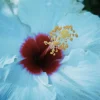 Madagascar Hibiscus Moscheutos Seeds - Rose of Sharon Starter Seeds - Perennial Flower - Image 1