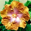 Madagascar Hibiscus Moscheutos Seeds - Rose of Sharon - Pink Blooms - Indoor & Outdoor - Image 1