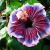 Madagascar Hibiscus Moscheutos Seeds - Rose of Sharon - 15+ Seed Pack - Image 1