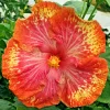 Madagascar Hibiscus Moscheutos Seeds - Rose of Sharon Flower Seeds - Indoor/Outdoor - Image 1