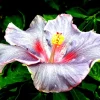 Madagascar Hibiscus Moscheutos Starter Seeds - Rose of Sharon HS6812 - Indoor/Outdoor Perennial - Image 1