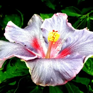 Madagascar Hibiscus Moscheutos Starter Seeds - Rose of Sharon HS6812 - Indoor/Outdoor Perennial - Image 1