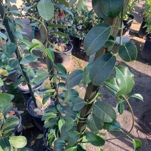 Madagascar Jasmine Live Plant - Stephanotis Floribunda 3 Gallon Pot - 3 Feet Tall - Image 2