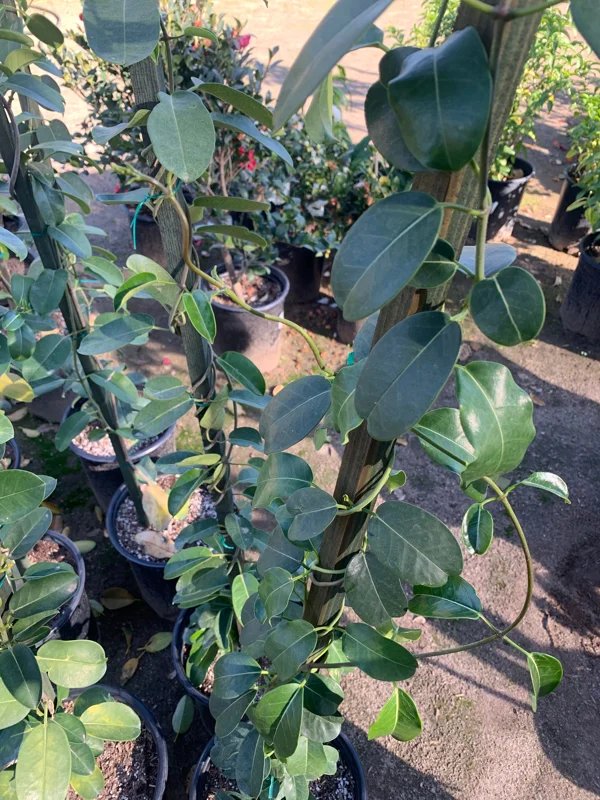 Madagascar Jasmine Live Plant - Stephanotis Floribunda 3 Gallon Pot - 3 Feet Tall - Image 2