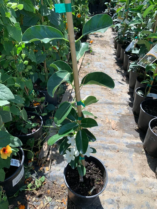 Madagascar Jasmine Live Plant - Stephanotis Floribunda 1 FT Tall in 6" Pot - Image 2