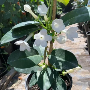 Madagascar Jasmine Live Plant - Stephanotis Floribunda 1 FT Tall in 6