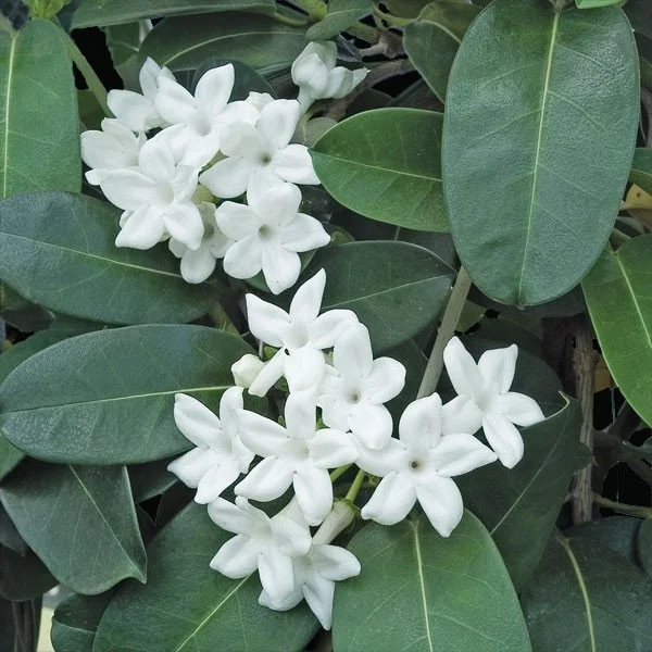 Madagascar Jasmine Live Plant - Stephanotis Floribunda 3 Gallon Pot - 3 Feet Tall - Image 1
