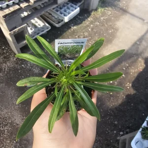 Madagascar Palm Live Plant - Pachypodium lamerei - 2 inch Pot - Indoor/Outdoor - Image 3