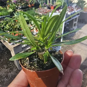 Madagascar Palm Live Plant - Pachypodium lamerei - 2 inch Pot - Indoor/Outdoor - Image 1