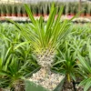 Madagascar Palm Live Plant – Rare Succulent – 3 inch Pot – Indoor/Outdoor - Image 1