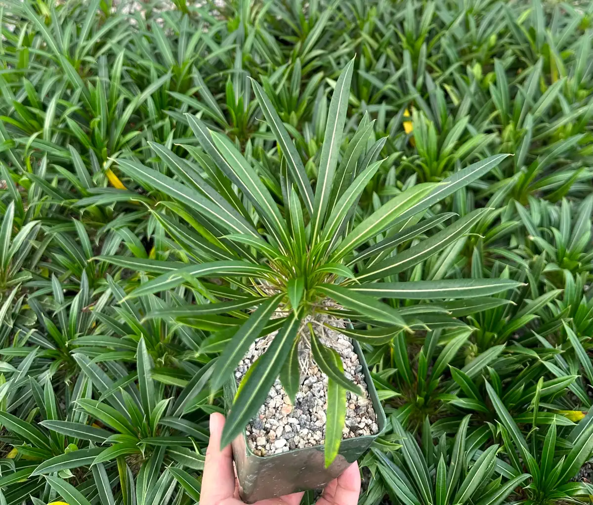 Madagascar Palm Live Plant – Rare Succulent – 3 inch Pot – Indoor/Outdoor - Image 3