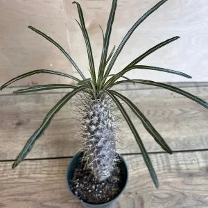 Madagascar Palm Tree Live Plant – Pachypodium Lamerei Succulent – 4 inch Pot - Image 1