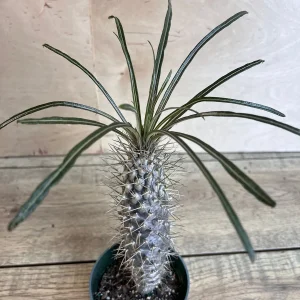 Madagascar Palm Tree Live Plant – Pachypodium Lamerei Succulent – 4 inch Pot - Image 4