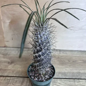 Madagascar Palm Tree Live Plant – Pachypodium Lamerei Succulent – 4 inch Pot - Image 8