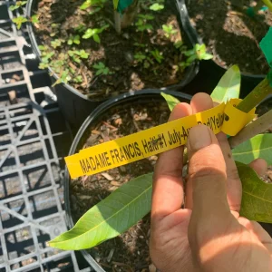 Madame Francis Mango Tree - Grafted Haitian Mango Live Plant 12