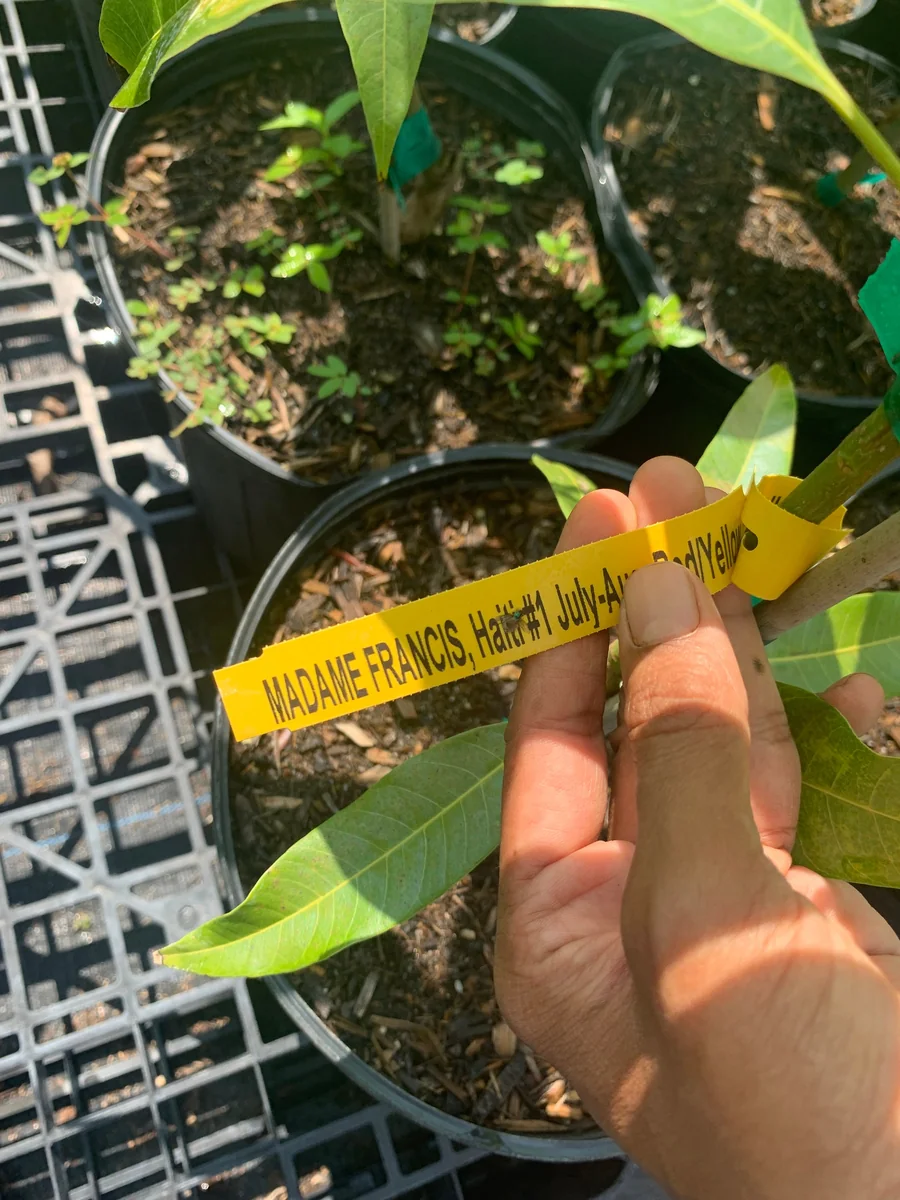 Madame Francis Mango Tree - Grafted Haitian Mango Live Plant 12" Tall in 6" Pot - Image 2