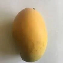 Madame Francis Mango Tree - Grafted Haitian Mango Live Plant 12" Tall in 6" Pot - Image 3