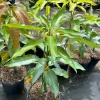 Madame Francis Mango Tree Live Plant – Grafted – 3 Gallon Pot – Fully Rooted - Image 1