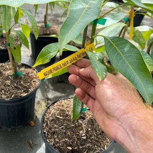 Madame Francis Mango Tree Live Plant – Grafted – 3 Gallon Pot – Fully Rooted - Image 5