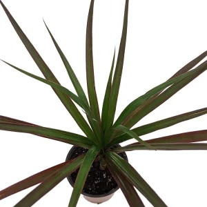 Magenta Dragon Tree Live Plant – Dracaena marginata – 3.5 inch Pot – Indoor Houseplant - Image 1
