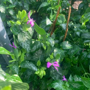 Magenta Leaf Plant (Lá Cẩm) - Live Plant 2ft Tall in 6in Pot - Indoor/Outdoor - Image 2