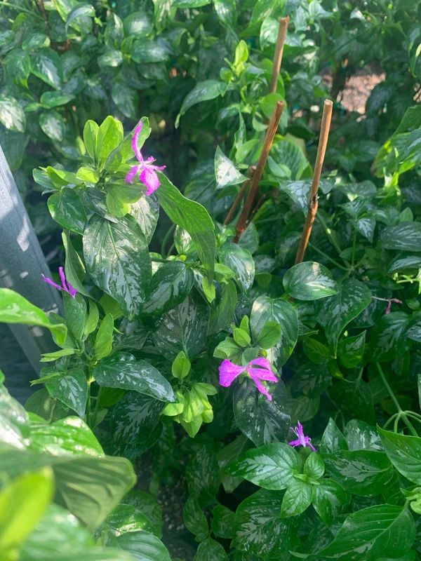 Magenta Leaf Plant (Lá Cẩm) - Live Plant 2ft Tall in 6in Pot - Indoor/Outdoor - Image 2