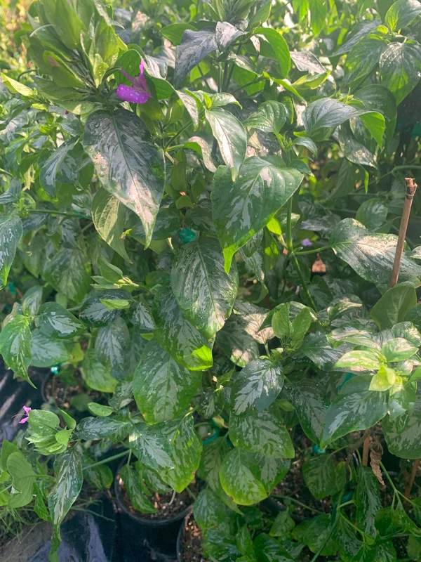 Magenta Leaf Plant (Lá Cẩm) - Live Plant 2ft Tall in 6in Pot - Indoor/Outdoor - Image 1