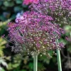 Magic Allium Bulbs - Persian Flowering Onion - 5 Pack 14/+ cm - Outdoor Flower Bulbs - Image 1