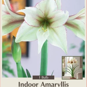 Magic Green Amaryllis Bulb - Creamy Green, Picotee Edges, 30/32cm - Image 1