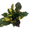 Magnificent Croton Live Plant – Colorful Houseplant – 4 inch Pot - Image 1