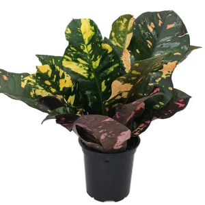 Magnificent Croton Live Plant – Colorful Houseplant – 4 inch Pot - Image 2