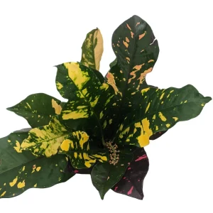 Magnificent Croton Live Plant – Colorful Houseplant – 4 inch Pot - Image 1