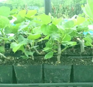 Magnolia Fig (Ficus carica) Live Starter Plant 4+ Inches - Edible Fruit Tree - Image 4