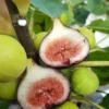 Magnolia Fig Starter Plug Live Plant - Ficus carica 'Magnolia' Edible Fruit Tree - Image 1