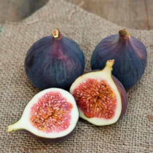 Magnolia Fig Starter Plug Live Plant - Ficus carica 'Magnolia' Edible Fruit Tree - Image 2