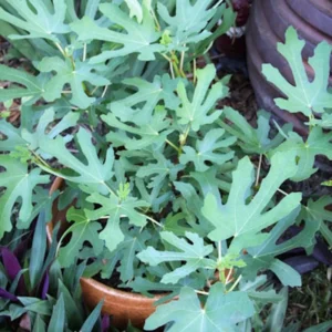 Magnolia Fig Starter Plug Live Plant - Ficus carica 'Magnolia' Edible Fruit Tree - Image 5