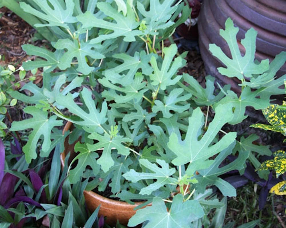 Magnolia Fig Starter Plug Live Plant - Ficus carica 'Magnolia' Edible Fruit Tree - Image 5