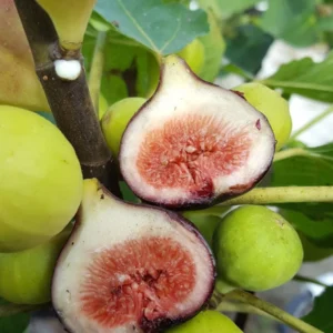Magnolia Fig Starter Plug Live Plant - Ficus carica 'Magnolia' Edible Fruit Tree - Image 8