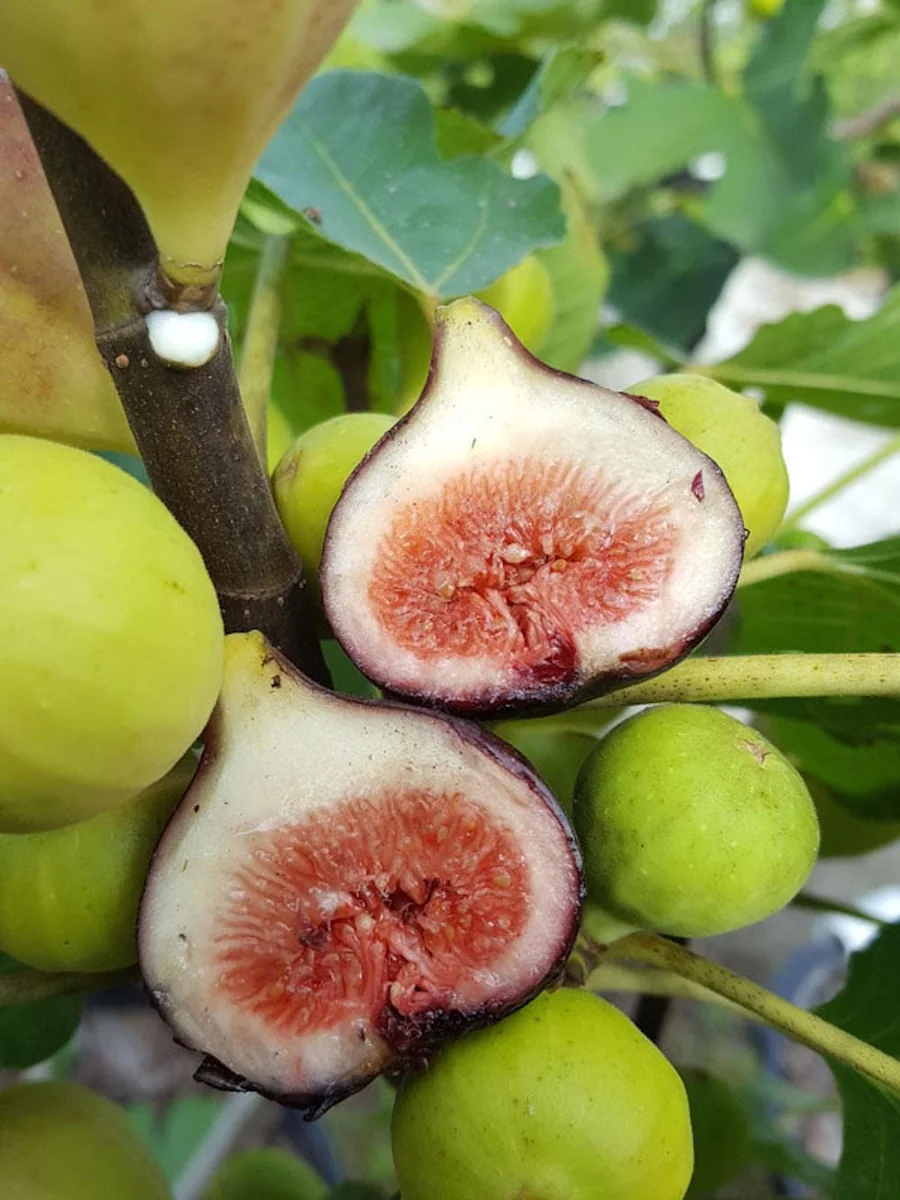 Magnolia Fig Starter Plug Live Plant - Ficus carica 'Magnolia' Edible Fruit Tree - Image 8