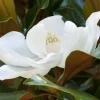 Magnolia 'Kay Parris' Live Plant - 2-3 ft Tall, 3 Gallon Pot, Outdoor Tree - Image 1