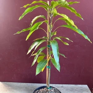 Maha Chanok Mango Tree - Grafted Rainbow Mango Live Plant, 3 Gallon Pot - Image 6