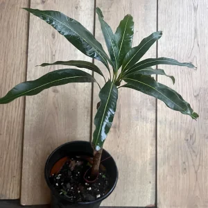 Maha Chanok Mango Tree - Grafted Rainbow Mango Live Plant, 3 Gallon Pot - Image 7