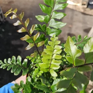 Mahogany Fern Live Plant - Didymochlaena truncatula - 4 inch Pot - Rare Indoor Houseplant - Image 3