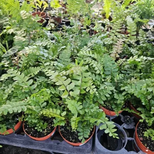 Mahogany Fern Live Plant - Didymochlaena truncatula - 4 inch Pot - Rare Indoor Houseplant - Image 4