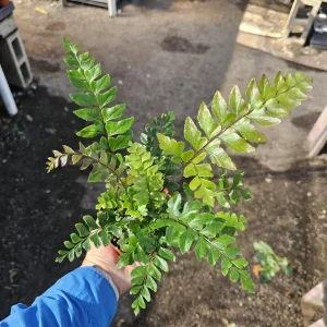 Mahogany Fern Live Plant - Didymochlaena truncatula - 4 inch Pot - Rare Indoor Houseplant - Image 5