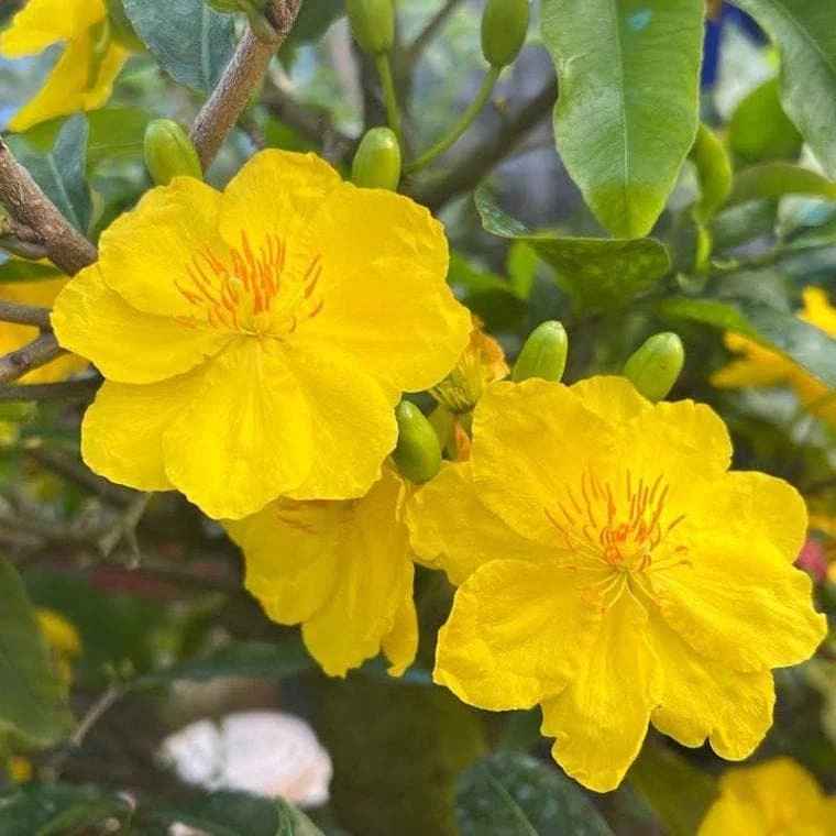 Mai Vang Bonsai Live Plant - 1-2 Feet Tall - 2 Gallon Pot - Indoor/Outdoor - Image 2