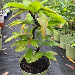 Mai Vang Bonsai Live Plant - 1-2 Feet Tall - 2 Gallon Pot - Indoor/Outdoor - Image 3